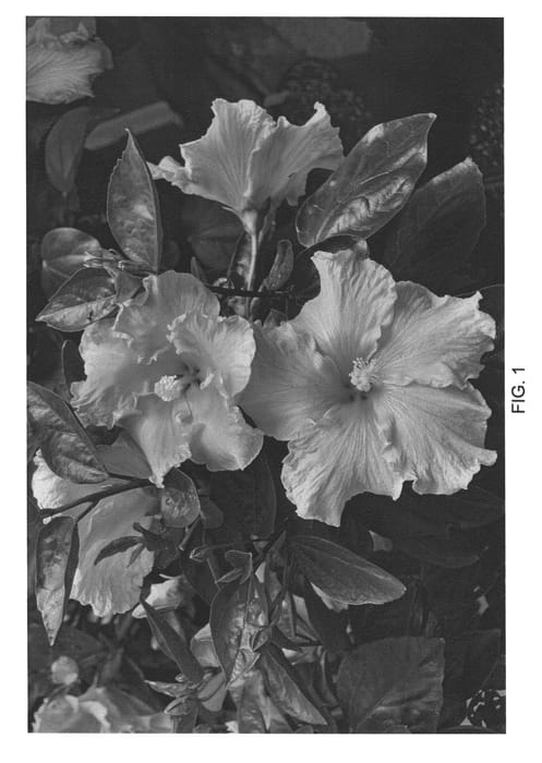Figure 1 of US plant patent PP22525, the photograph of DUP-GLDN printed in the patent.