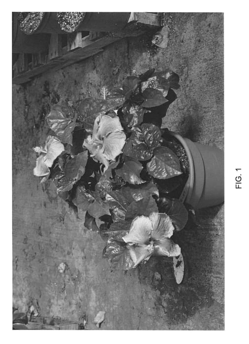 Figure 1 of US plant patent PP22526, the photograph of DUP-CBS printed in the patent.