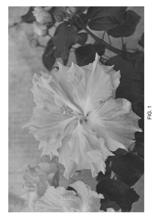 Figure 1 of US plant patent PP22527, the photograph of DUP-MNDC printed in the patent.