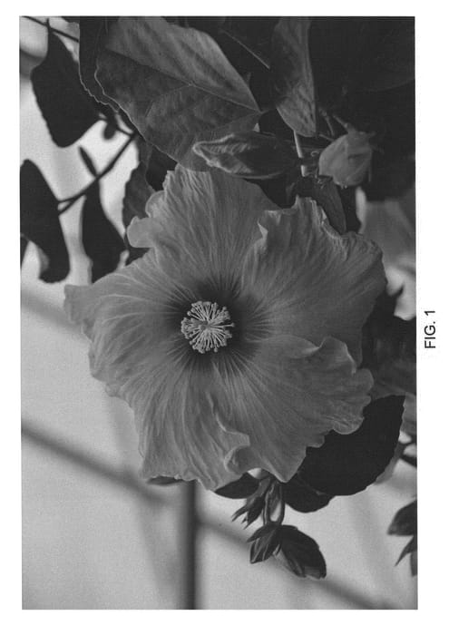 Figure 1 of US plant patent PP22528, the photograph of DUP-DXLD printed in the patent.