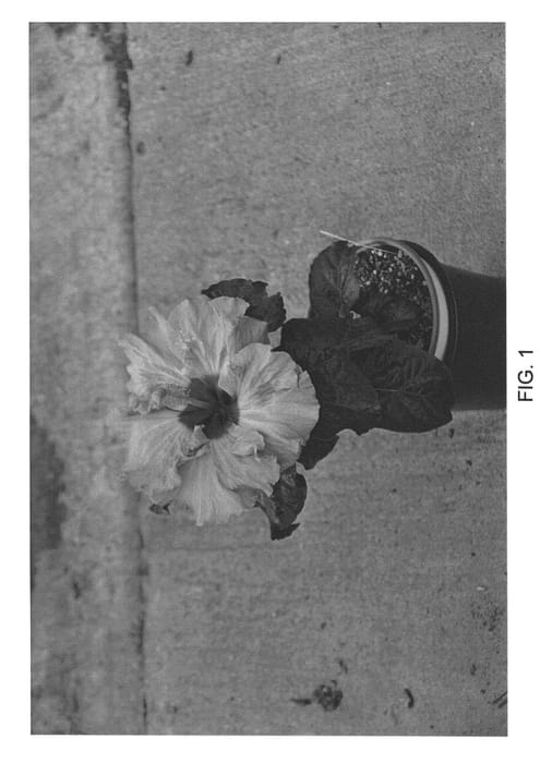 Figure 1 of US plant patent PP22529, the photograph of DUP-ANG printed in the patent.