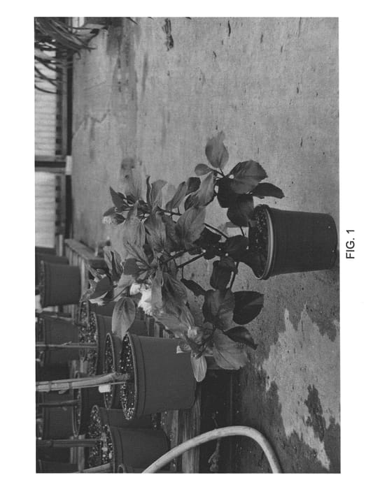 Figure 1 of US plant patent PP22530, the photograph of DUP-LVW printed in the patent.