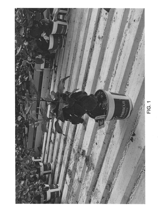 Figure 1 of US plant patent PP22531, the photograph of DUP-EOK printed in the patent.