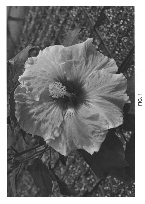 Figure 1 of US plant patent PP22532, the photograph of DUP-CJSS printed in the patent.