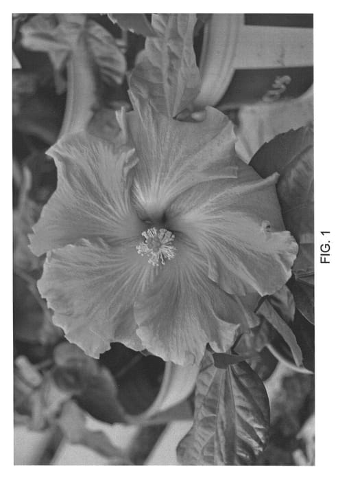 Figure 1 of US plant patent PP22533, the photograph of DUP-NEB printed in the patent.