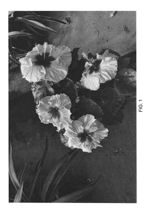 Figure 1 of US plant patent PP22534, the photograph of DUP-MMS printed in the patent.