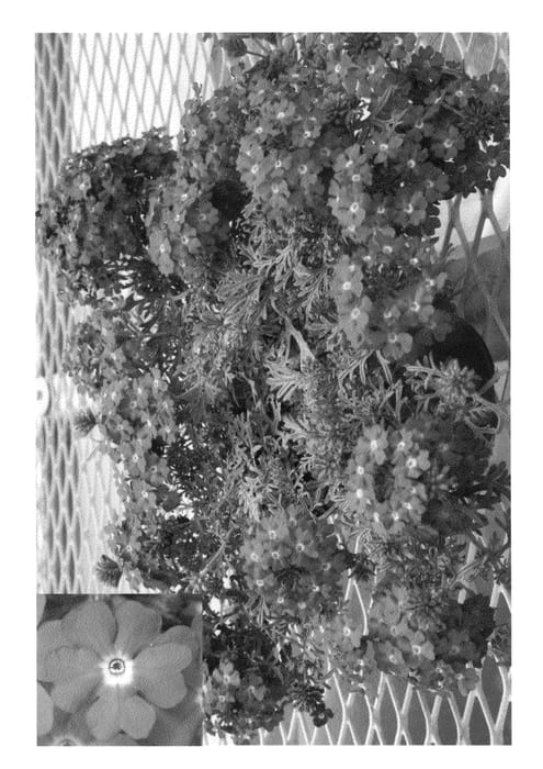 Figure 1 of US plant patent PP22535, the photograph of Puwydena printed in the patent.