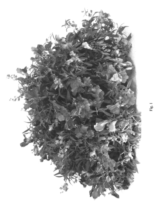 Figure 1 of US plant patent PP22536, the photograph of AACOR01 printed in the patent.