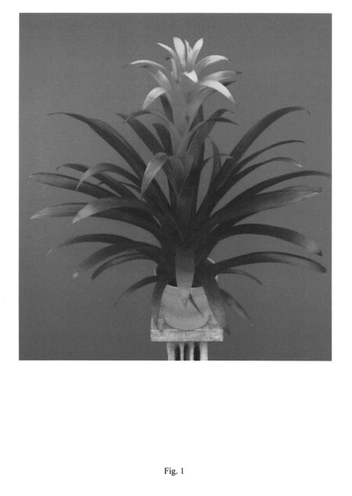 Figure 1 of US plant patent PP22537, the photograph of Schieli printed in the patent.
