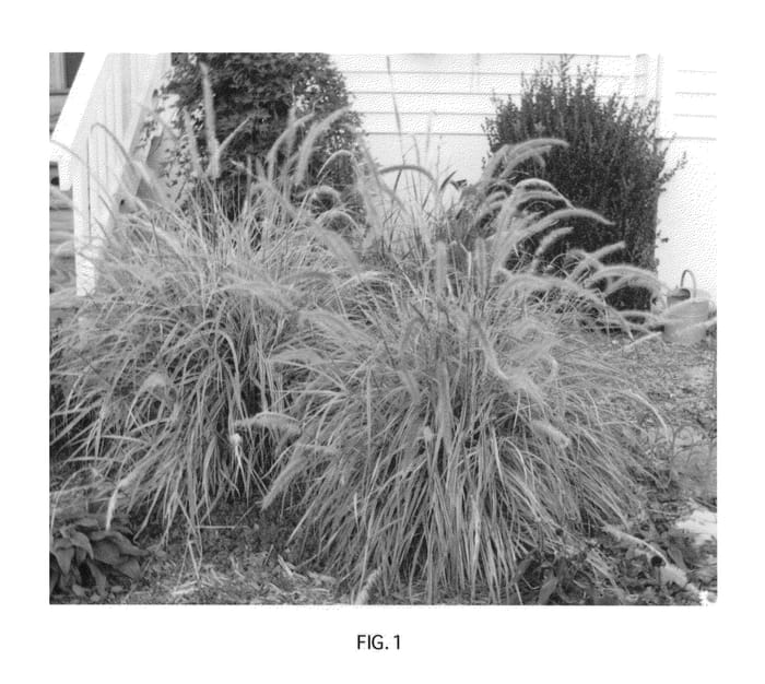 Figure 1 of US plant patent PP22538, the photograph of Cherry Sparkler printed in the patent.