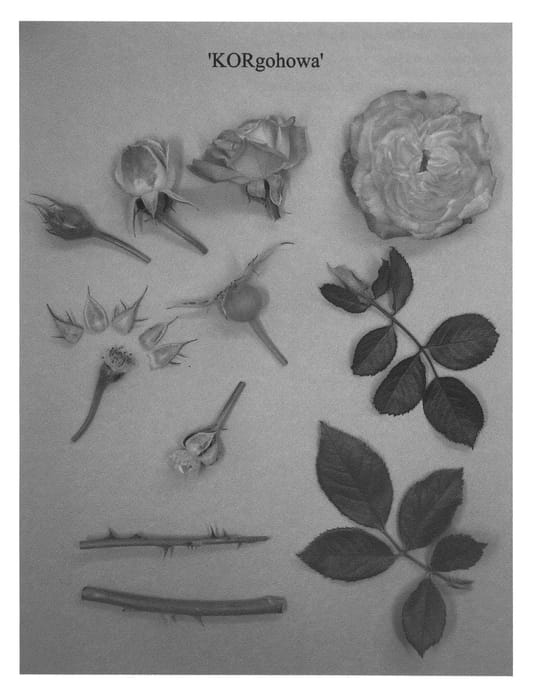 Figure 1 of US plant patent PP22539, the photograph of KORgohowa printed in the patent.