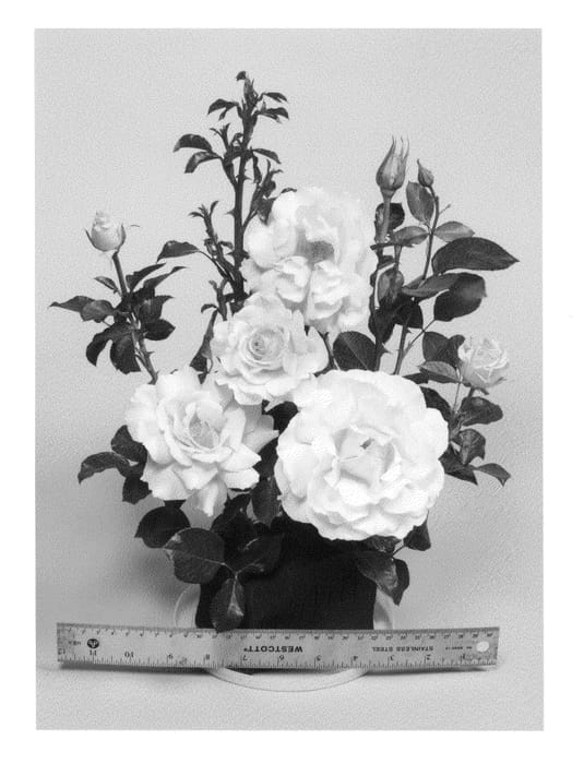 Figure 1 of US plant patent PP22540, the photograph of WEKdidusinra printed in the patent.