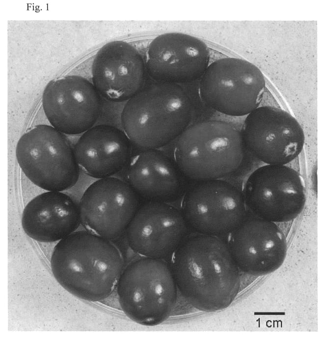 Figure 1 of US plant patent PP22541, the photograph of CNJ95-20-20 printed in the patent.