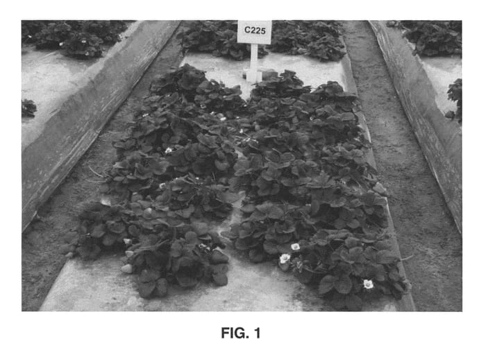 Figure 1 of US plant patent PP22542, the photograph of Benicia printed in the patent.