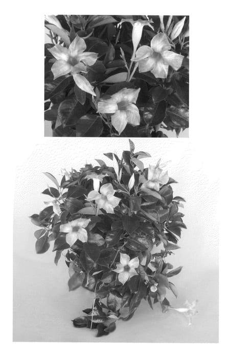 Figure 1 of US plant patent PP22543, the photograph of FG1PK printed in the patent.