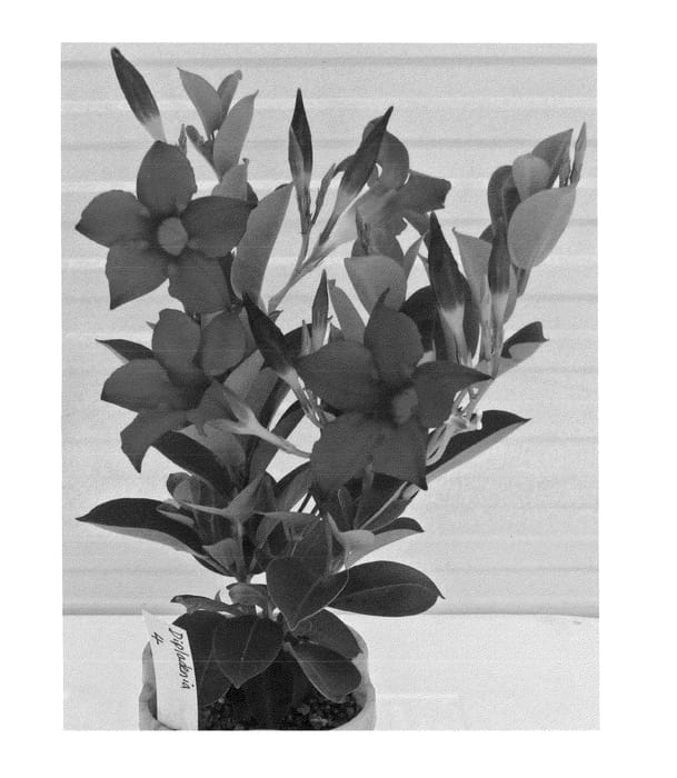 Figure 1 of US plant patent PP22544, the photograph of Alegnuflor704 printed in the patent.