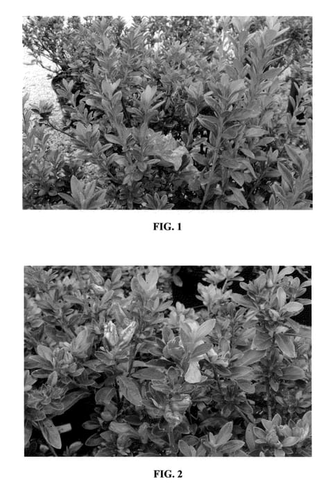 Figure 1 of US plant patent PP22545, the photograph of MNIHAR010 printed in the patent.