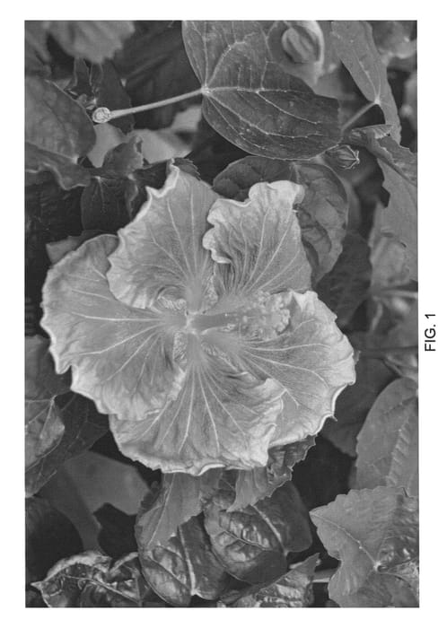 Figure 1 of US plant patent PP22546, the photograph of DUP-VOI printed in the patent.