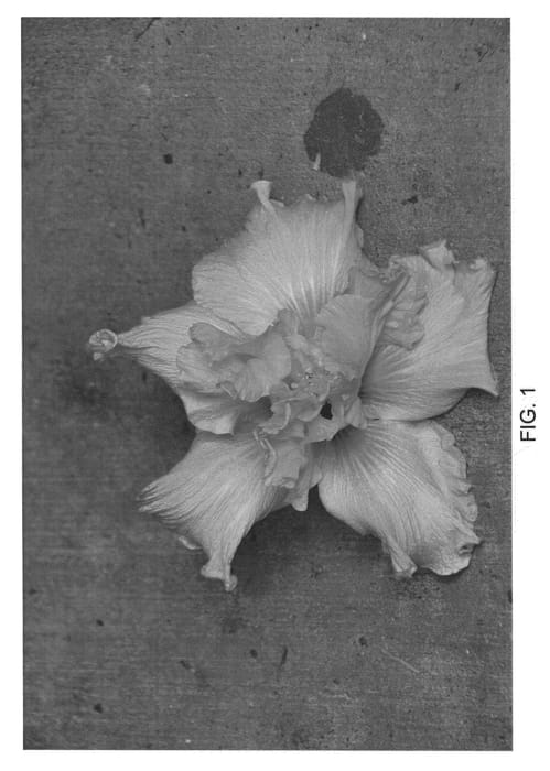 Figure 1 of US plant patent PP22547, the photograph of DUP-NPK printed in the patent.