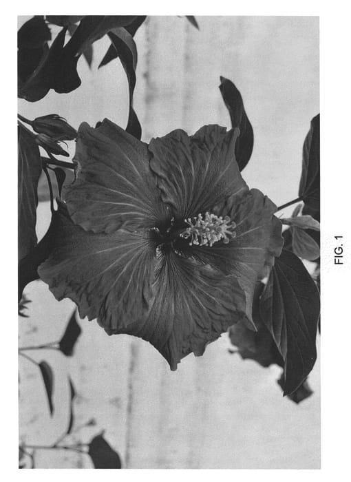 Figure 1 of US plant patent PP22548, the photograph of DUP-BLKD printed in the patent.
