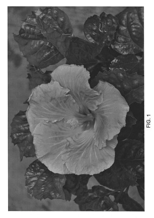 Figure 1 of US plant patent PP22549, the photograph of DUP-DXL printed in the patent.