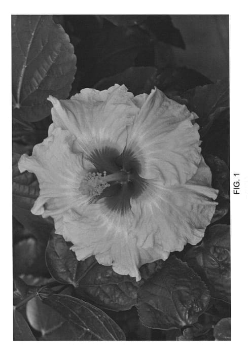 Figure 1 of US plant patent PP22550, the photograph of DUP-CJS printed in the patent.