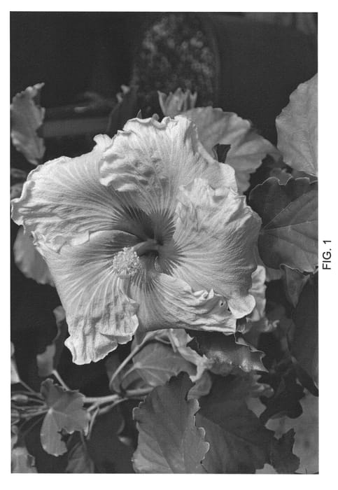 Figure 1 of US plant patent PP22551, the photograph of DUP-BLDS printed in the patent.