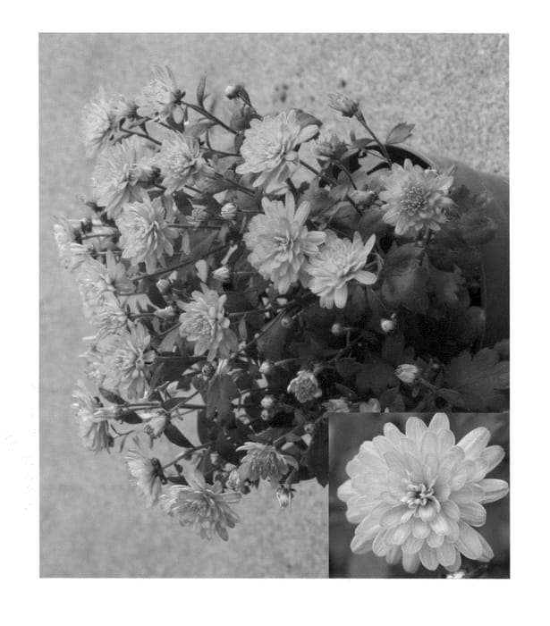 Figure 1 of US plant patent PP22552, the photograph of Synjac Pinka printed in the patent.