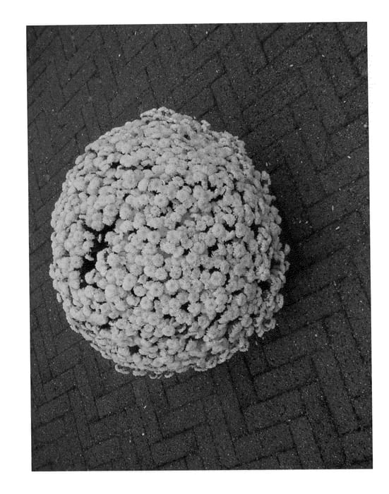 Figure 1 of US plant patent PP22553, the photograph of Yellow Greenrunner printed in the patent.