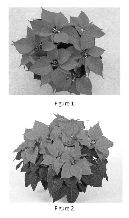 Figure 1 of US plant patent PP22554, the photograph of SYEP22866 printed in the patent.