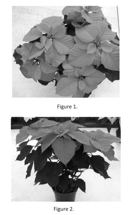 Figure 1 of US plant patent PP22555, the photograph of SYEP23203 printed in the patent.