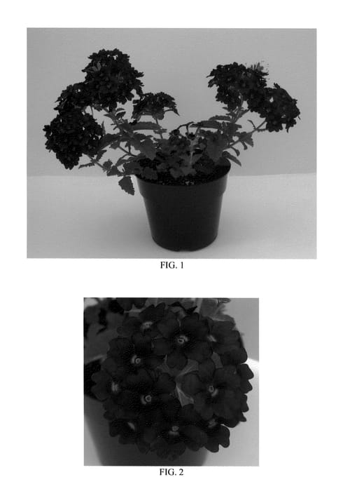 Figure 1 of US plant patent PP22556, the photograph of Balazvelu printed in the patent.
