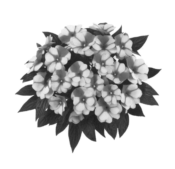 Figure 1 of US plant patent PP22557, the photograph of Fidimpredbico printed in the patent.