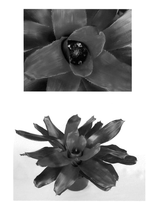 Figure 1 of US plant patent PP22558, the photograph of Amazonas printed in the patent.
