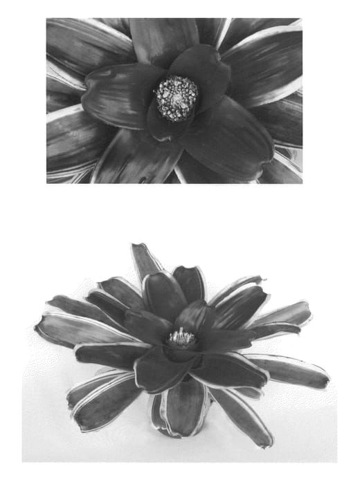 Figure 1 of US plant patent PP22559, the photograph of Charisma printed in the patent.