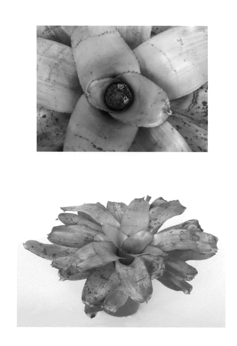 Figure 1 of US plant patent PP22560, the photograph of Sibella printed in the patent.