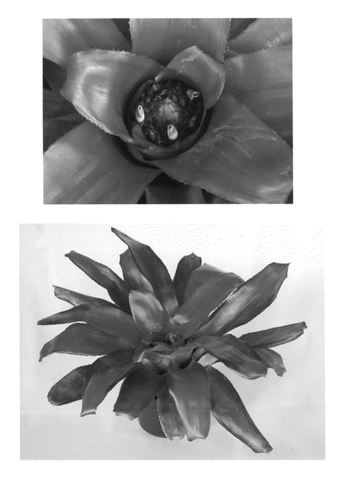 Figure 1 of US plant patent PP22561, the photograph of Romance printed in the patent.
