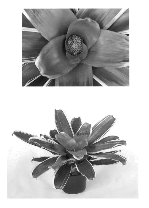 Figure 1 of US plant patent PP22562, the photograph of Valentines printed in the patent.