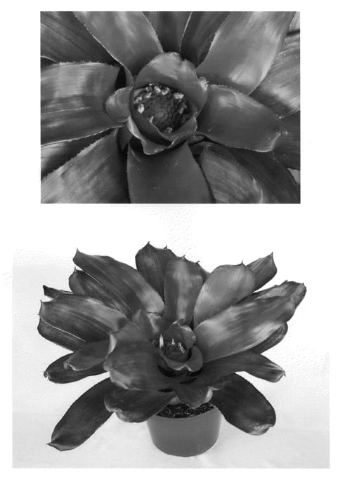 Figure 1 of US plant patent PP22563, the photograph of Tatiana printed in the patent.