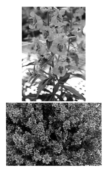 Figure 1 of US plant patent PP22564, the photograph of Anpinkim printed in the patent.