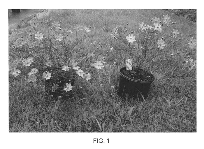 Figure 1 of US plant patent PP22565, the photograph of Novcorcar printed in the patent.