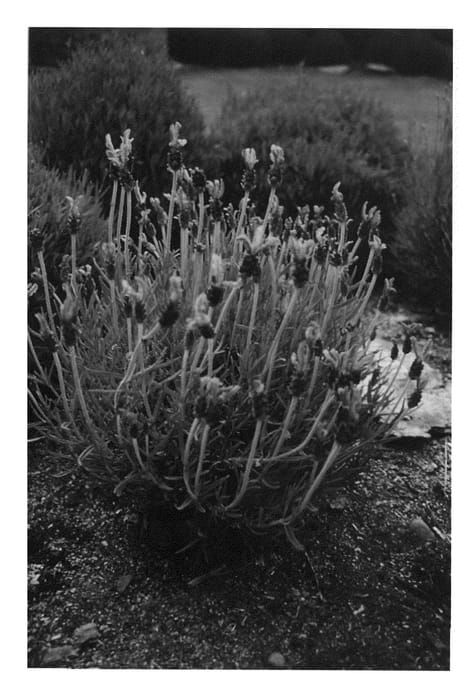Figure 1 of US plant patent PP22566, the photograph of Vanessa Leigh printed in the patent.