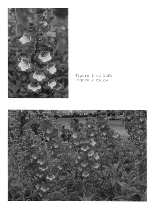 Figure 1 of US plant patent PP22567, the photograph of Grape Taffy printed in the patent.