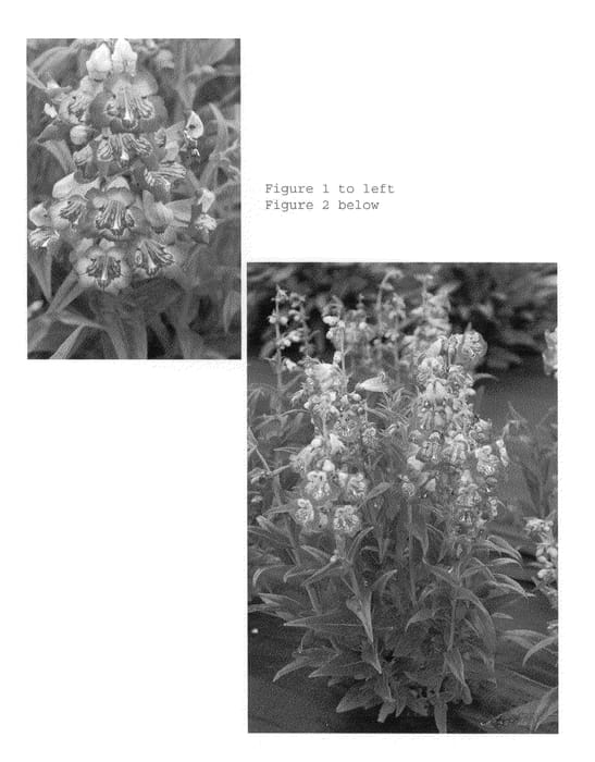 Figure 1 of US plant patent PP22568, the photograph of Blueberry Taffy printed in the patent.