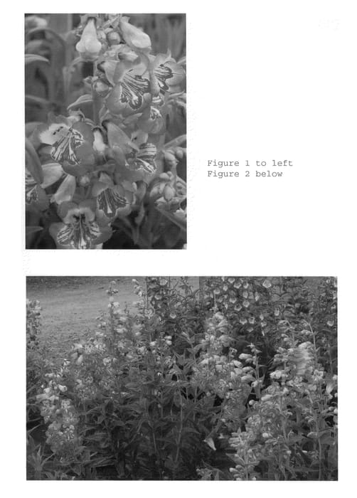 Figure 1 of US plant patent PP22569, the photograph of Strawberry Taffy printed in the patent.