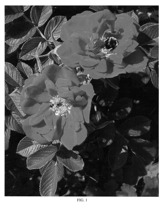 Figure 1 of US plant patent PP22570, the photograph of BOC rogosnif printed in the patent.