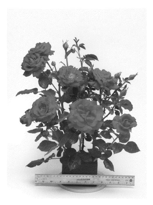 Figure 1 of US plant patent PP22571, the photograph of WEKcharlie printed in the patent.