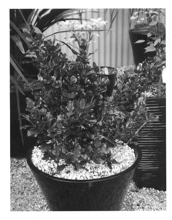 Figure 1 of US plant patent PP22572, the photograph of Plum Hussey printed in the patent.