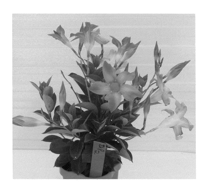 Figure 1 of US plant patent PP22573, the photograph of Alegnuflor702 printed in the patent.