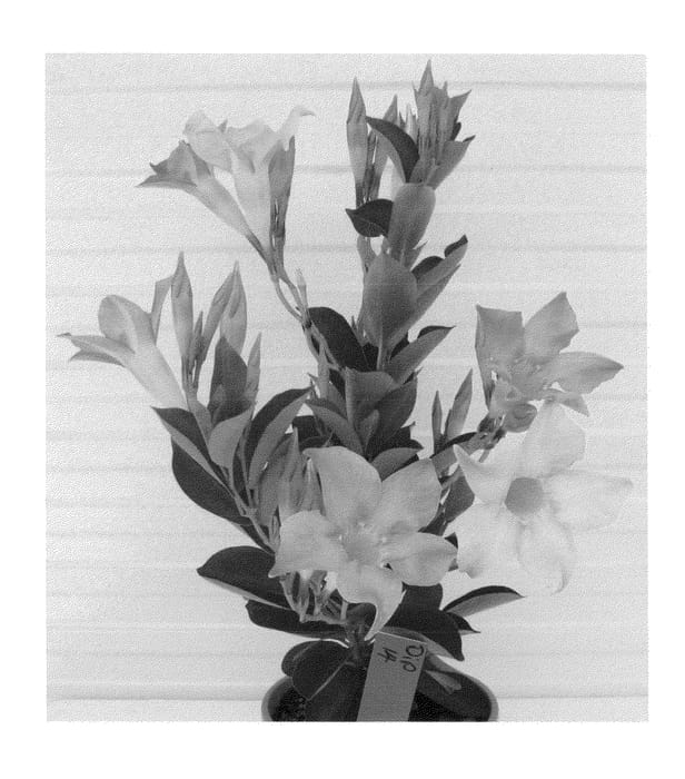Figure 1 of US plant patent PP22574, the photograph of Alegnuflor714 printed in the patent.